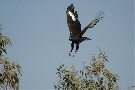 Long-crested Eagle taking off
