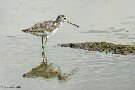 Adult Greenshank in Cotonou