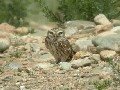 Little Owl Athene noctua saharae/glaux, 19 Mar 2004