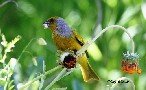 Cape Canary